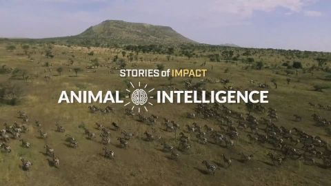 Animal Intelligence